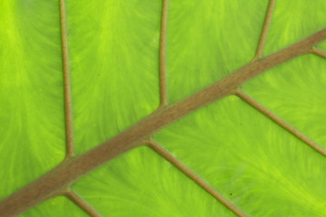 Image showing green texture