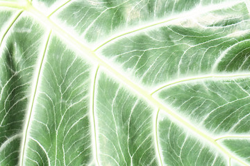 Image showing green texture