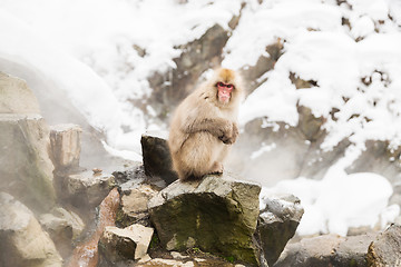 Image showing japanese macaques or snow monkeys at hot spring