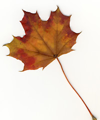 Image showing autumnal leaf