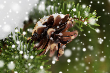 Image showing fir branch with snow and cone in winter forest