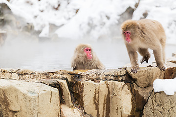 Image showing japanese macaques or snow monkeys in hot spring