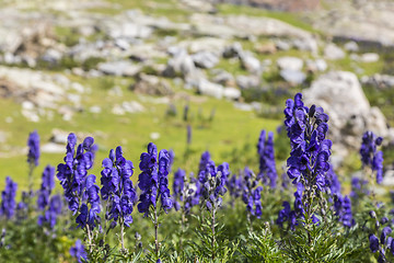 Image showing High Altitude Wildflowers