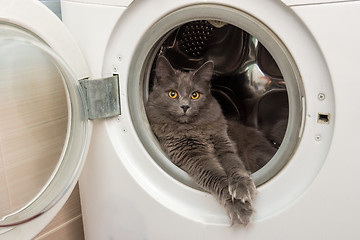 Image showing The domestic cat sits in the washing machine