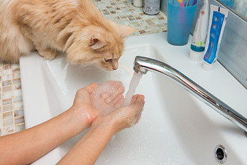 Image showing Domestic cat trying to drink water from the palms in the sink