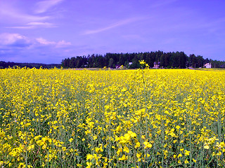 Image showing Field of yellow flowers