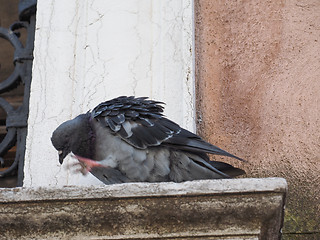 Image showing Pigeon bird animal