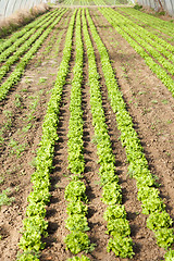 Image showing culture of organic salad in greenhouses