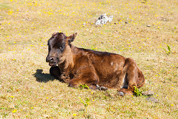 Image showing Cow and veal pasture in the mountains madeira