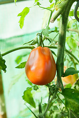 Image showing Organic tomatoes in a greenhouse