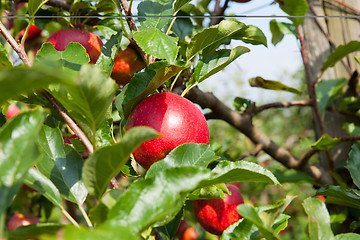 Image showing apple trees loaded with apples in an orchard in summer