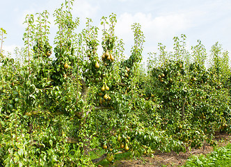 Image showing pear trees laden with fruit in an orchard in the sun