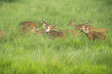 Image showing Sika or spotted deers herd in the elephant grass