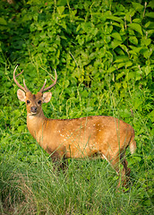 Image showing spotted or sika deer in the jungle