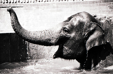 Image showing Elephant