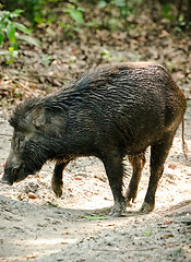 Image showing Wild boar male feeding in the jungle