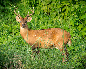 Image showing spotted or sika deer in the jungle