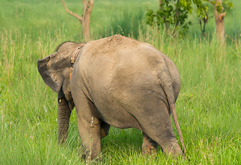 Image showing Asian elephant eating grass or feeding in the wild