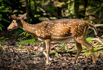 Image showing spotted or sika deer in the jungle