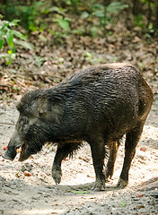 Image showing Wild boar male feeding in the jungle