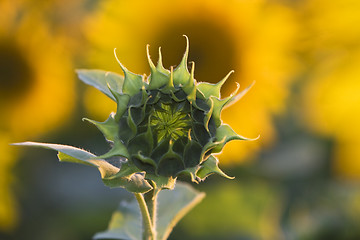 Image showing Sunflower bud