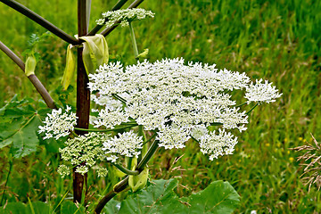 Image showing Heracleum