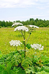 Image showing Heracleum blooming on background of grass