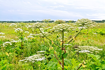 Image showing Heracleum blooming in field