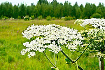 Image showing Heracleum blooming