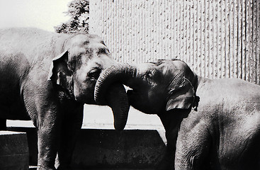 Image showing Elephants