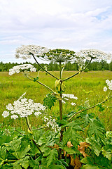 Image showing Heracleum blooming on background of sky