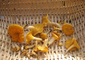 Image showing Fresh mushrooms from Norwegian forest