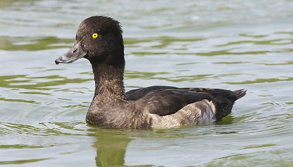 Image showing Tufted duck