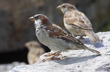 Image showing House Sparrow. 