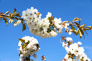 Image showing flowering cherry branch on a blue sky