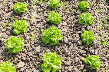 Image showing culture of organic salad in greenhouses