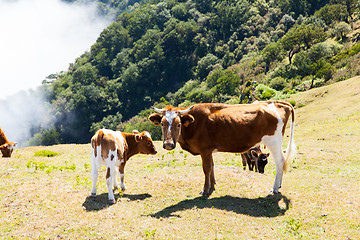 Image showing Cow and veal pasture in the mountains madeira
