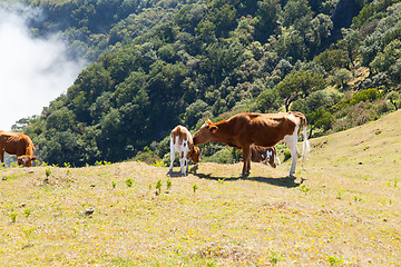 Image showing Cow and veal pasture in the mountains madeira