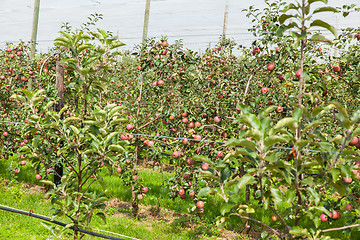 Image showing apple trees loaded with apples in an orchard in summer