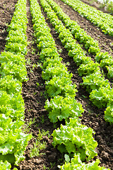 Image showing culture of organic salad in greenhouses