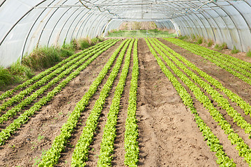 Image showing culture of organic salad in greenhouses