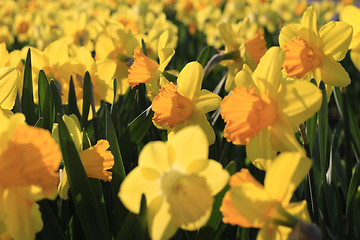 Image showing Beautiful yellow flowers of spring Narcissus in sunlight