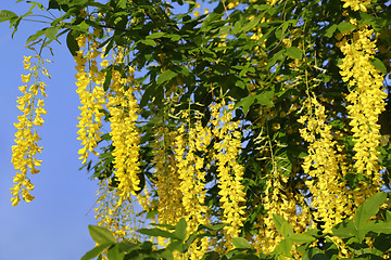 Image showing Beautiful bright yellow flowers of wisteria