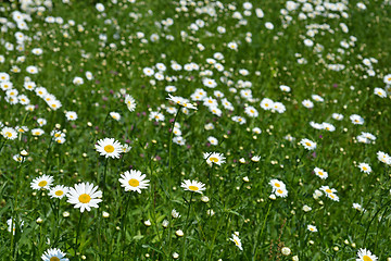 Image showing White daisy flowers