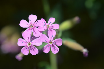 Image showing Rock soapwort