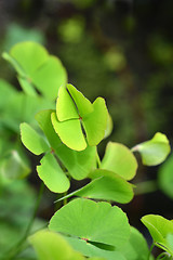 Image showing Four-leaf pepperwort