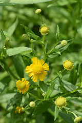 Image showing Common sneezeweed