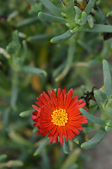 Image showing Red ice plant