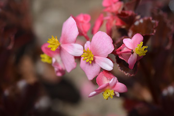 Image showing Wax begonia Carmen