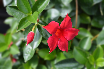 Image showing Chilean jasmine Sundaville Red